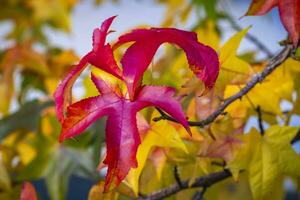 red plants in automn photo