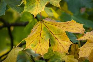 yellow leaves in autumn photo