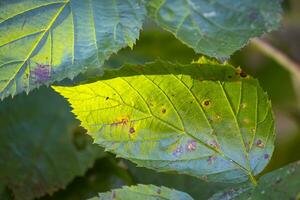 green leaves in autumn photo