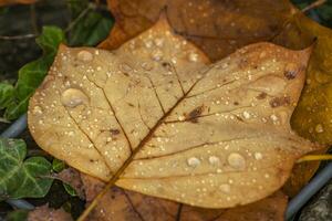 leaf with raindrop in autumn photo