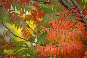 hojas de colores en otoño foto