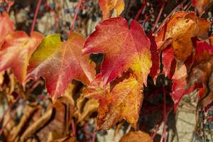 hojas de colores en otoño foto