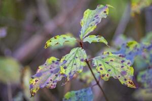 green leaves in autumn photo