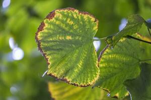 green leaves in autumn photo