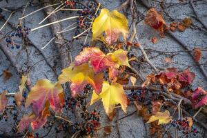 hojas de colores en otoño foto