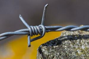 barb wire at the field border photo