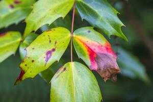 colorful leaves in autumn photo