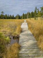 walk on boardwalk through the Fohramoos European Protection Area in Austria photo