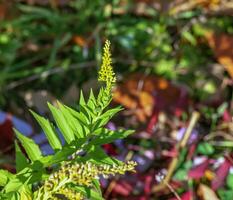 Canadian goldenrod or Solidago canadensis. It has antispasmodic, diuretic and anti-inflammatory effects. photo