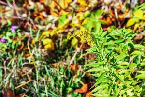 Canadian goldenrod or Solidago canadensis. It has antispasmodic, diuretic and anti-inflammatory effects. photo