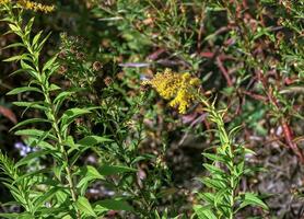 Canadian goldenrod or Solidago canadensis. It has antispasmodic, diuretic and anti-inflammatory effects. photo