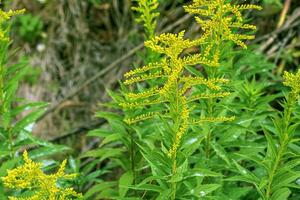 Canadian goldenrod or Solidago canadensis. It has antispasmodic, diuretic and anti-inflammatory effects. photo