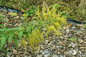 Canadian goldenrod or Solidago canadensis. It has antispasmodic, diuretic and anti-inflammatory effects. photo