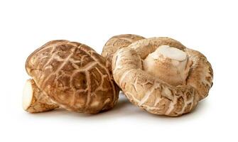 Front view of Fresh shiitake mushrooms in stack isolated on white background with clipping path. Japanese and Chinese herb photo