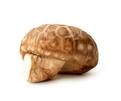 Fresh shiitake mushroom isolated on white background with clipping path. Japanese and Chinese herb photo