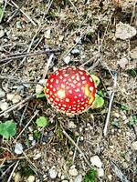 Fly agaric on the forest floor. Photographed from diagonally above photo