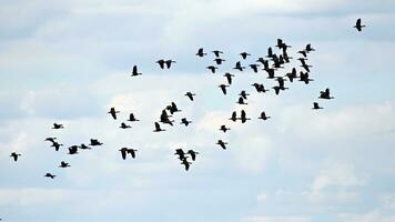 flock of birds on the blue sky over Botswana photo