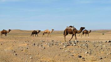 Camel caravan in the Moroccan desert. Sahara desert photo