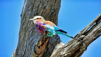 Lilac-breasted roller on a tree. Colourful feathers. Chobe National Park Botswana photo