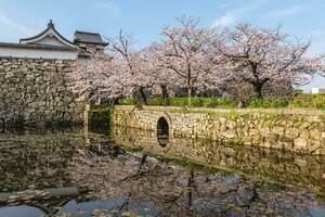 Fukuoka castle with cherry blossom in Fukuoka, Kyushu, Japan photo