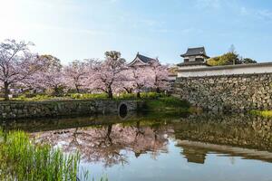 Fukuoka castle with cherry blossom in Fukuoka, Kyushu, Japan photo