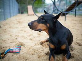 Portrait of a Doberman. photo