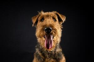 retrato de un airedale terrier en de cerca. foto