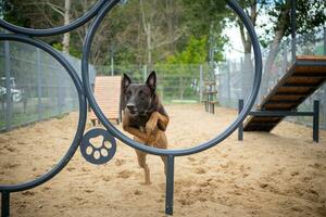 Portrait of a Belgian shepherd. Filmed on a training ground, walking for dogs. photo