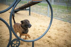 Portrait of a Belgian shepherd. Filmed on a training ground, walking for dogs. photo