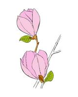 Magnolia branch with pink flowers hand drawn sketch. vector