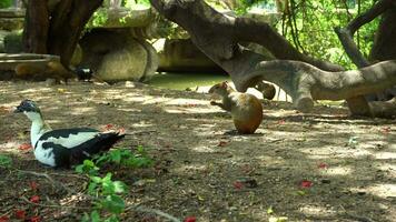 agouti est en mangeant dans le parc dans Rio de janeiro, Brésil. ensoleillé journée. ordinateur de poche coup video