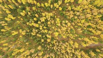 alerce bosque en otoño. aéreo De arriba hacia abajo vista. altai república, Rusia. zumbido moscas hacia arriba y gira video