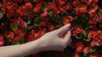 Hand of young caucasian woman is touching blossoming red flowers. video