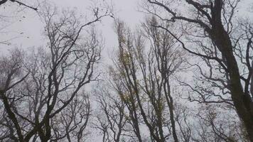 desnudo arboles en bosque a brumoso día. Steadicam disparo. video