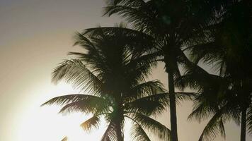 palm bomen silhouet en zon video