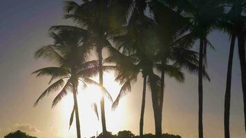 Palma árvores silhueta às nascer do sol video
