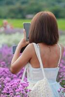 A beautiful female tourist is having fun in a flower garden that is blooming in the winter of Chiang Mai province and female tourists also like to take photos inside the beautiful flower garden.