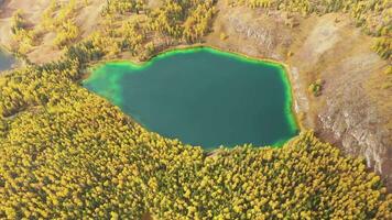 lago uchkel y amarillo alerce bosque en otoño. aéreo vista. ulagan meseta. altai, Rusia. zumbido moscas hacia atrás, inclinación arriba video