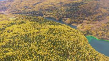 lago uchkel y amarillo alerce bosque en otoño. aéreo vista. ulagan meseta. altai, Rusia. zumbido moscas hacia atrás video