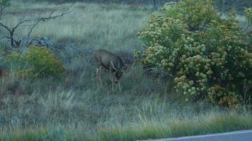 Mule Deer at Devils Tower National Monument. Wyoming, USA. video