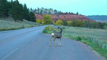 mule cerf sur une route à les diables la tour nationale monument. Wyoming, Etats-Unis. video