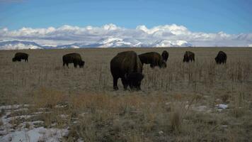 Bizons in Flatlands of Utah on Sunny Winter Day. USA. Snow-Capped Mountains on Background video