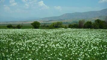 branco papoula campo e montanhas. issparta, peru. Largo tiro video