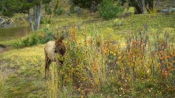 alce dentro Yellowstone nacional parque comendo arbustos. Wyoming, EUA video