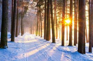 hermosa invierno estacional antecedentes escarcha y nieve en ramas invierno paisaje foto