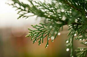 Beautiful winter seasonal background Frost and snow on branches winter landscape Photo