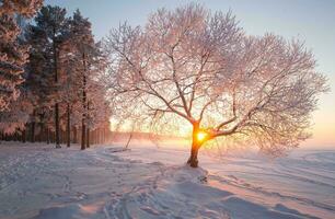 Beautiful winter seasonal background Frost and snow on branches winter landscape Photo