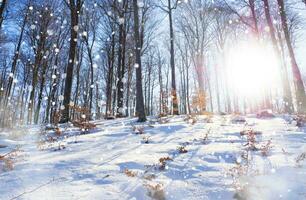 Beautiful winter seasonal background Frost and snow on branches winter landscape Photo