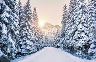 hermosa invierno estacional antecedentes escarcha y nieve en ramas invierno paisaje foto