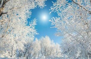 Beautiful winter seasonal background Frost and snow on branches winter landscape Photo